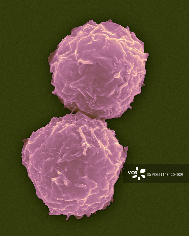 来自骨髓的人体干细胞，扫描电镜图片素材