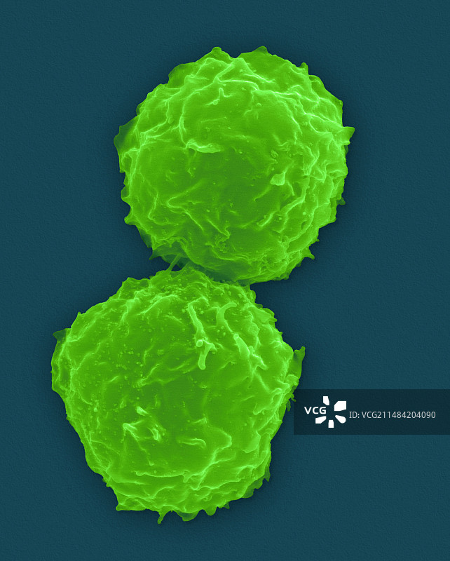 来自骨髓的人体干细胞，扫描电镜图片素材