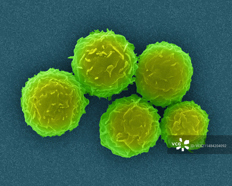 来自骨髓的人体干细胞，扫描电镜图片素材
