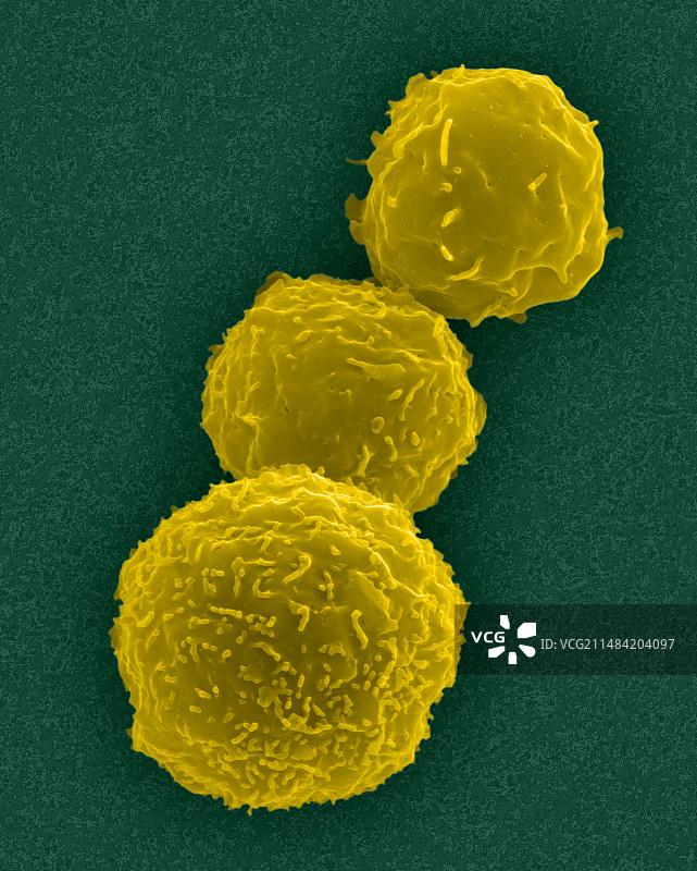 来自骨髓的人体干细胞，扫描电镜图片素材