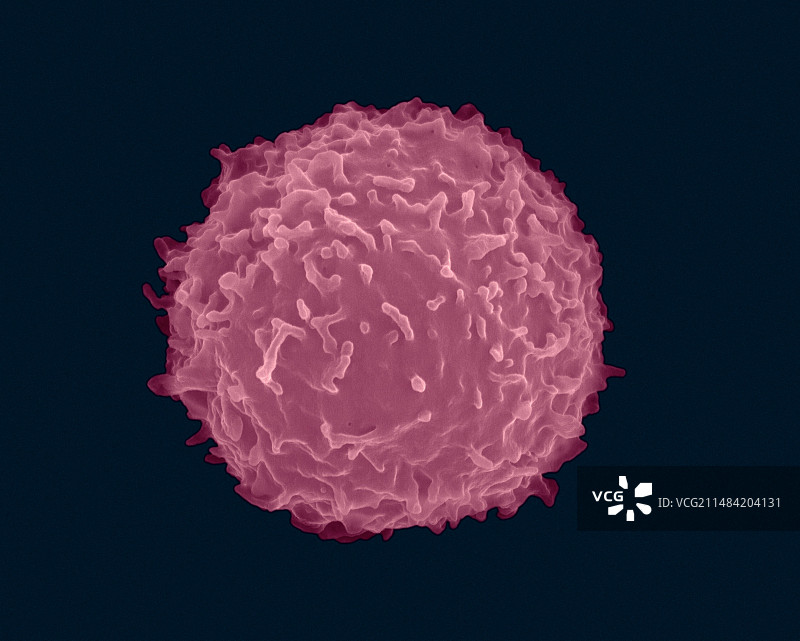 人T淋巴细胞，扫描电子显微镜图片素材