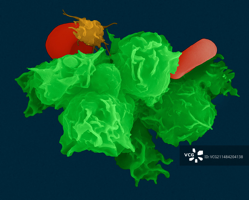 中性粒细胞、红细胞和血小板扫描电镜图图片素材
