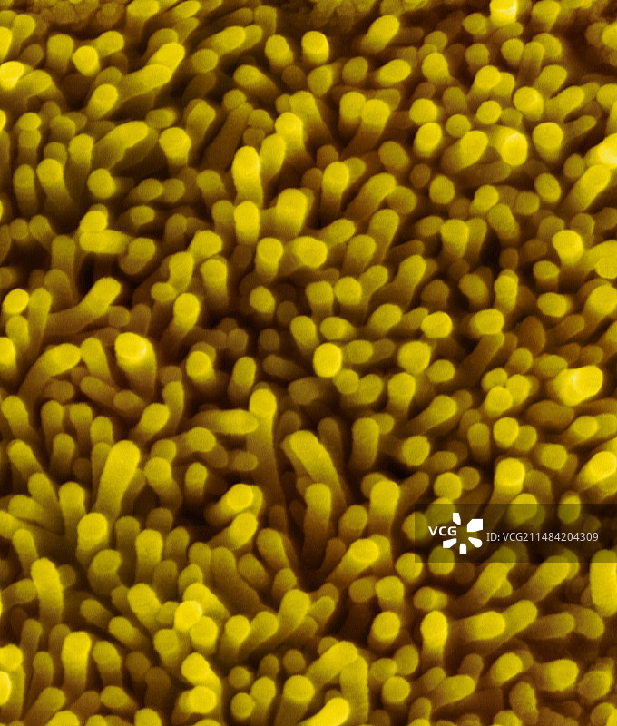 鼻上皮细胞微绒毛扫描电镜图图片素材