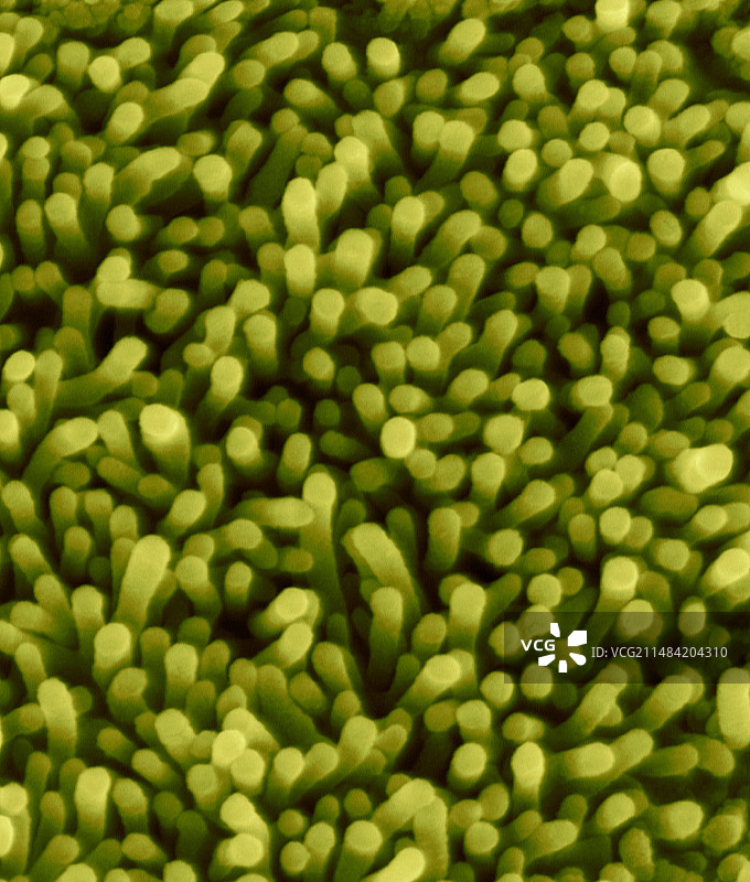 鼻上皮细胞微绒毛扫描电镜图图片素材