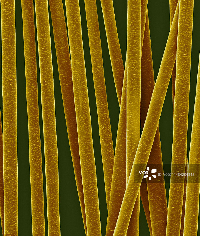 人发毛干扫描电镜图图片素材