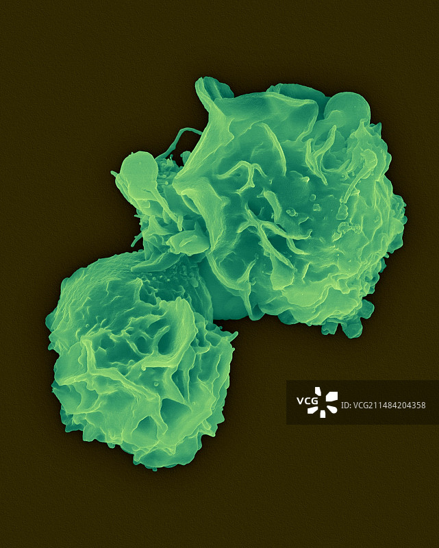 中性粒细胞白细胞扫描电镜图图片素材