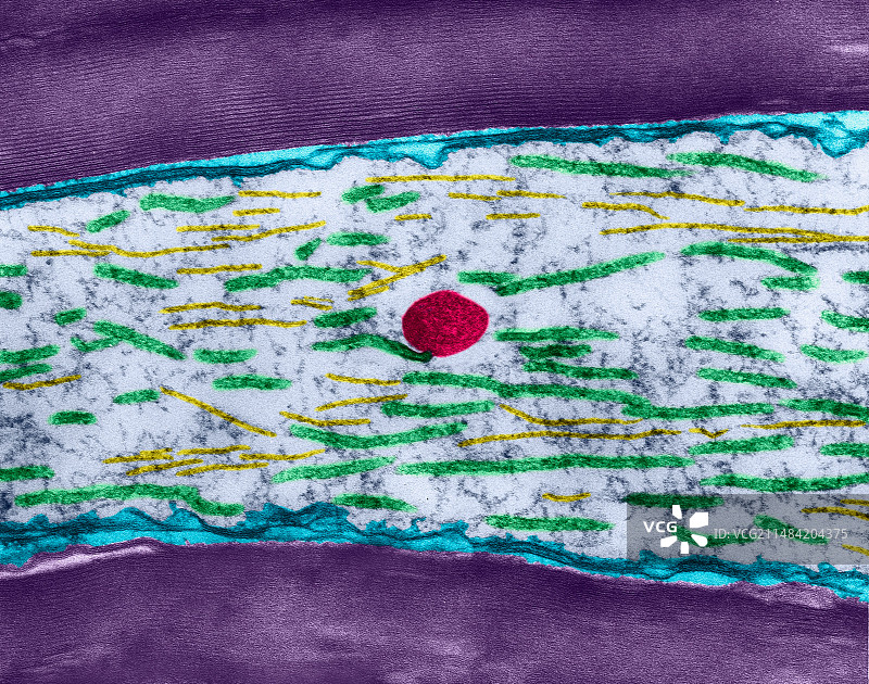 来自中枢神经系统的有髓轴突，透射电子显微镜图片素材