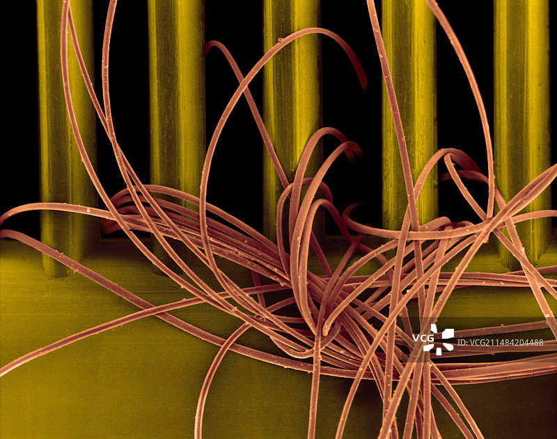 梳子中的人类头发，扫描电镜图图片素材