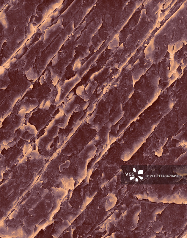 人指甲表面，扫描电子显微镜图片素材