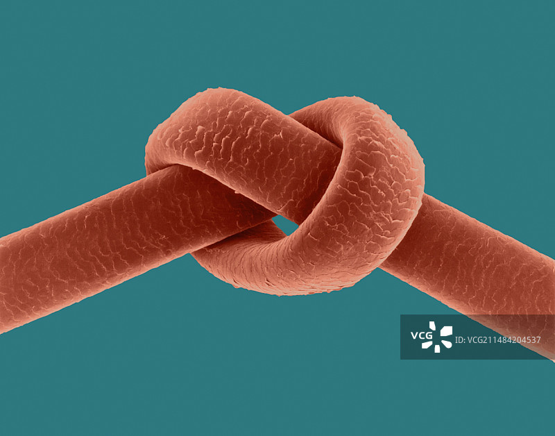 缠结的人类头发，扫描电子显微镜图片素材