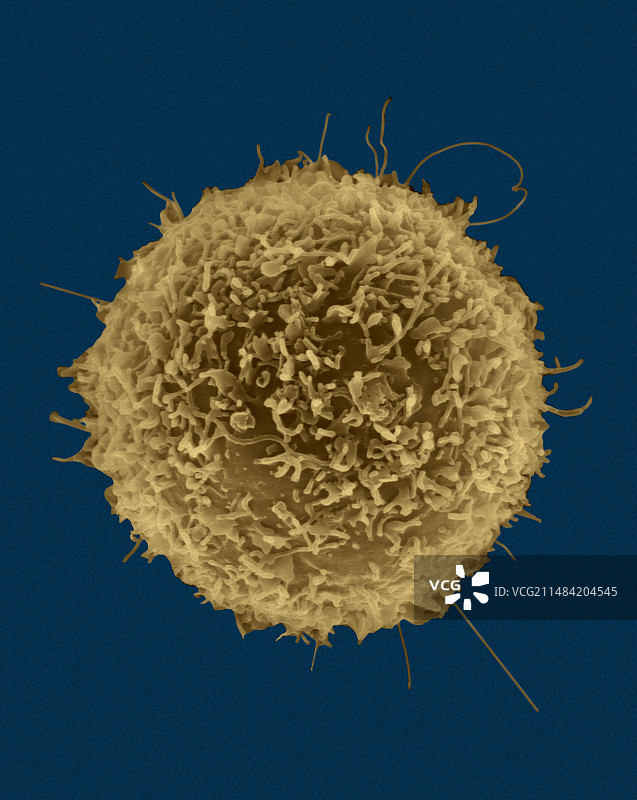 人T淋巴细胞，扫描电子显微镜图片素材