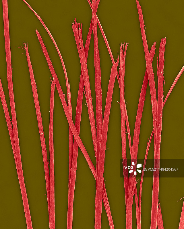 末端开叉的人类头发，扫描电镜图片素材