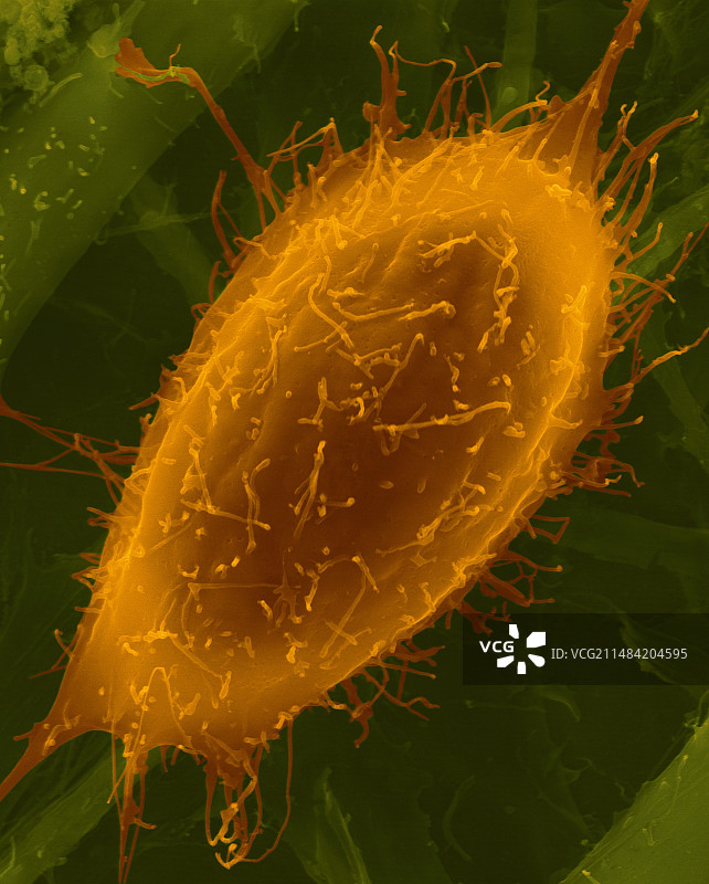 肌肉成肌细胞分化，扫描电镜图片素材