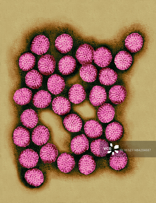 轮状病毒，透射电子显微镜图片素材