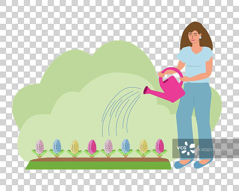 年轻女人在花园里给风信子花浇水图片素材