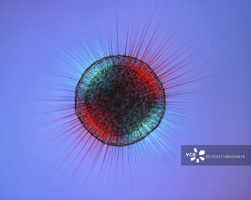 太阳虫放射虫显微照片图片素材