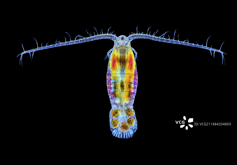桡足类生物显微照片图片素材