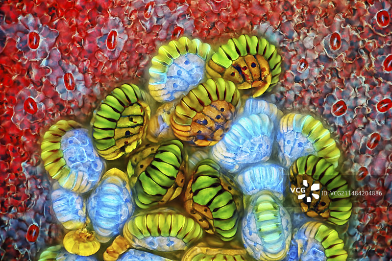 蕨类植物孢子囊群和孢子盒，荧光显微照片图片素材