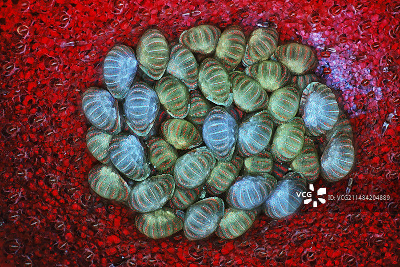 蕨类植物孢子囊群和孢子盒，荧光显微照片图片素材