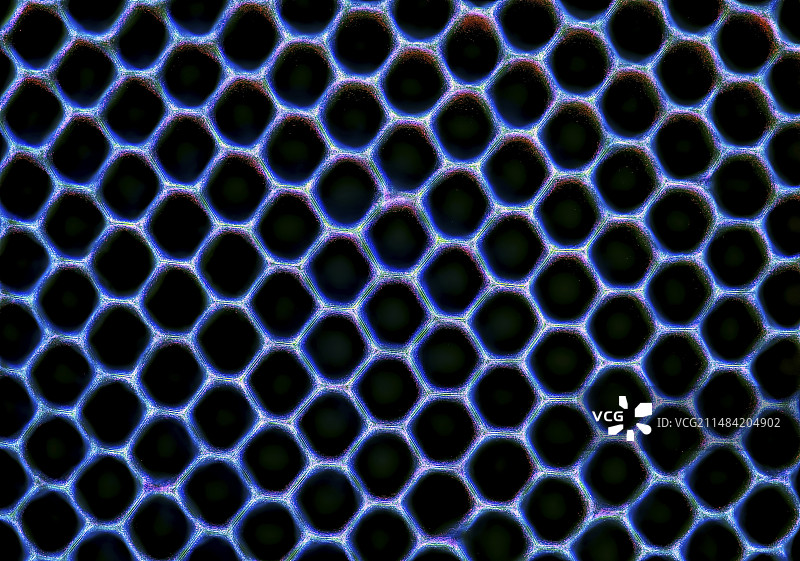 昆虫眼睛显微照片图片素材