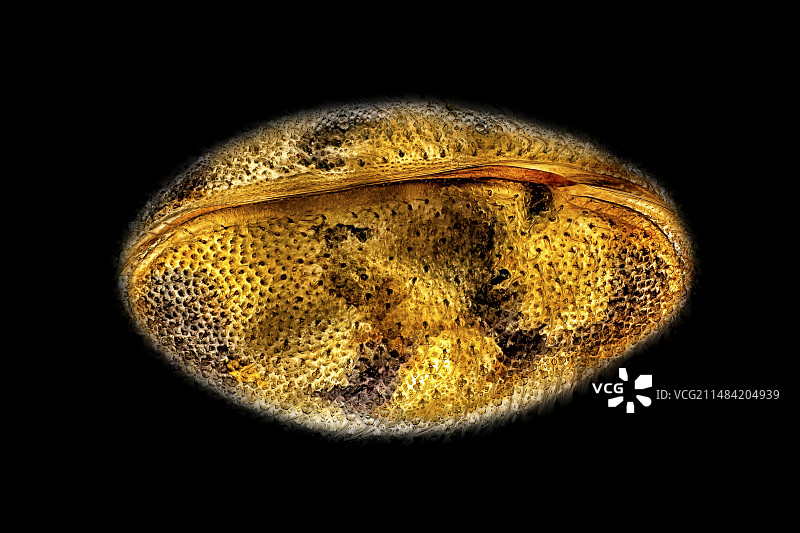 介形亚纲生物显微照片图片素材