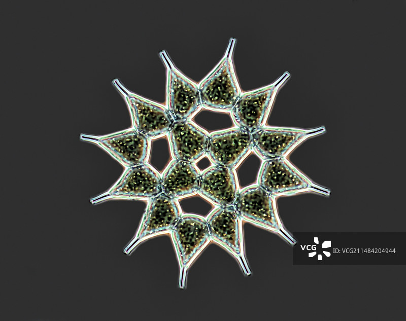 Pediastrum绿藻显微照片图片素材