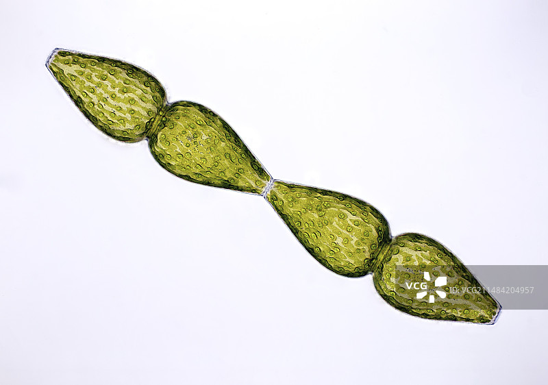 卵形鼓藻的显微照片图片素材