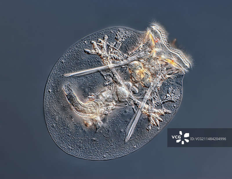 车轮虫光显微照片图片素材