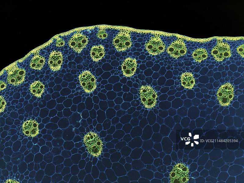 单子叶植物茎维管排列显微图图片素材
