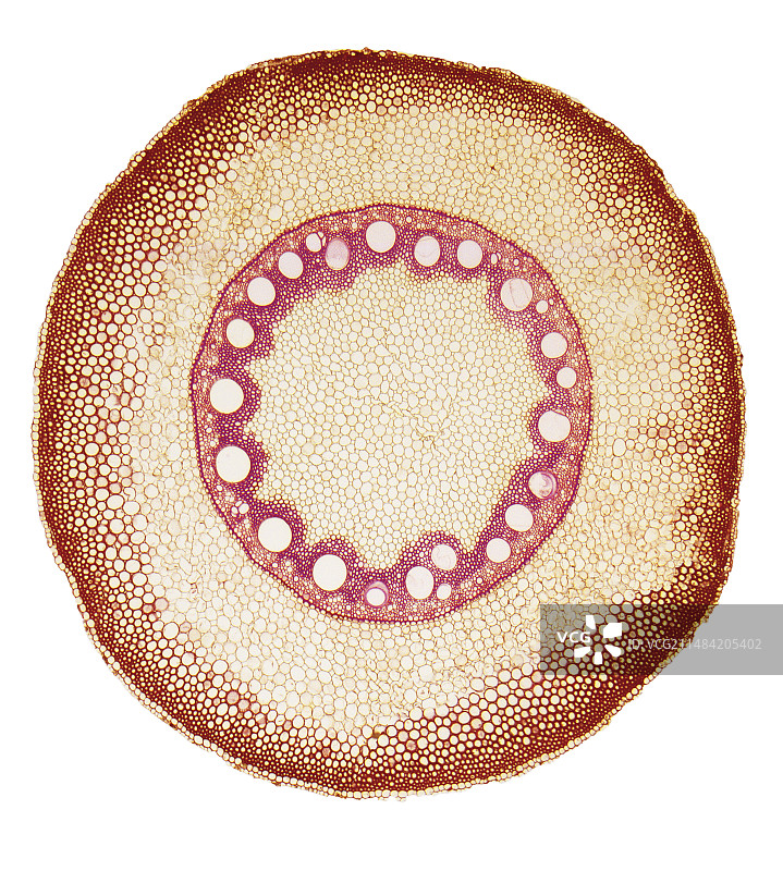 单子叶植物根部维管束排列光学显微镜图图片素材