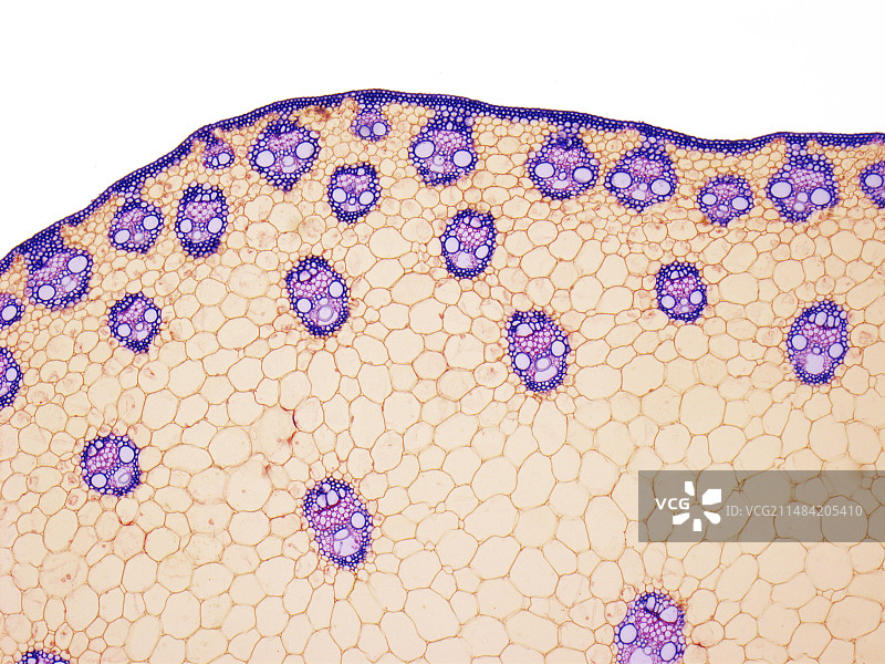 单子叶植物茎维管排列显微图图片素材