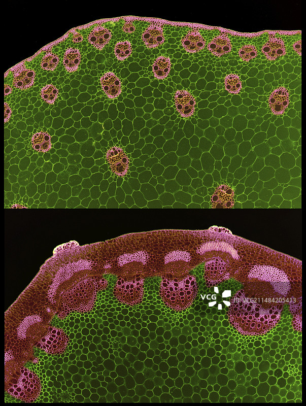茎维管排列，LM图片素材
