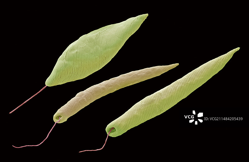 眼虫，扫描电子显微镜图片素材