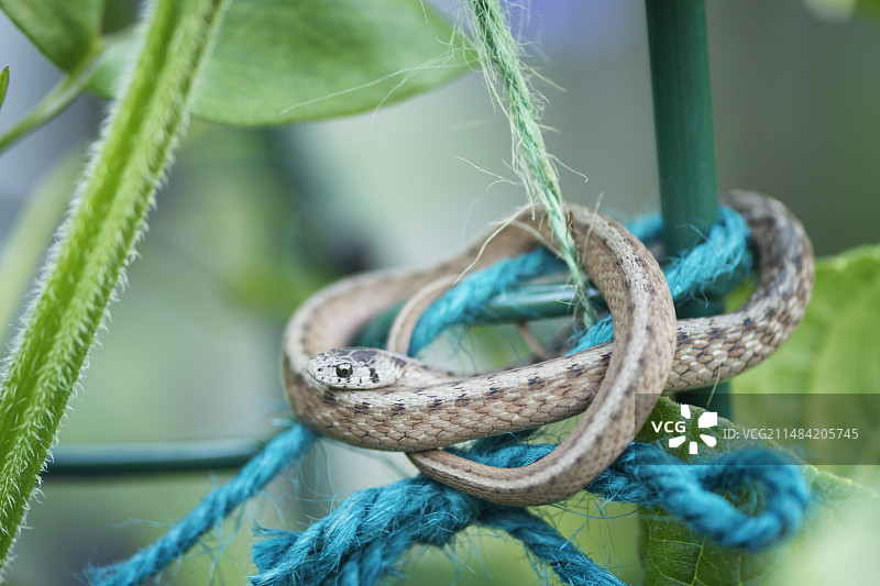 花园细绳上的东方束带蛇图片素材
