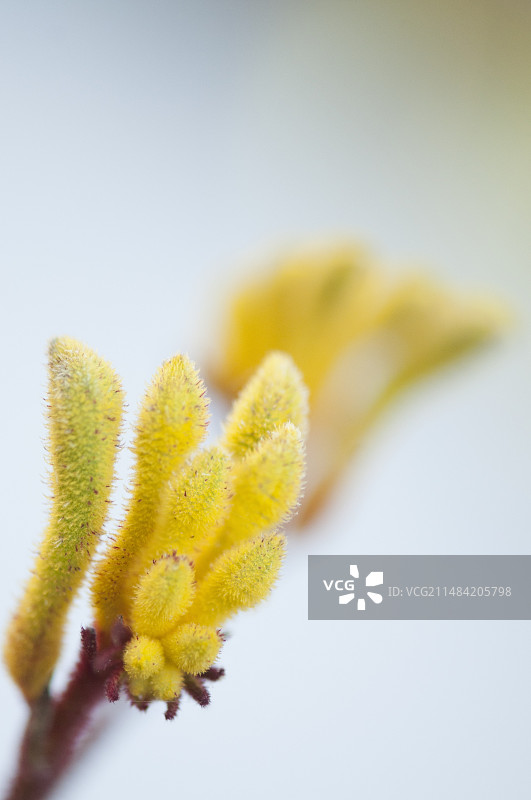 袋鼠爪（Anigozanthos flavidus）花图片素材