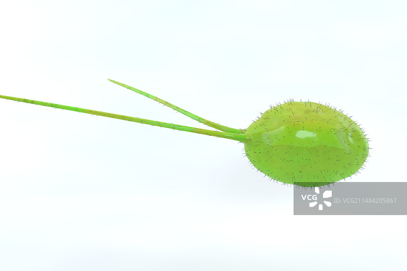 衣藻绿色藻类插图图片素材