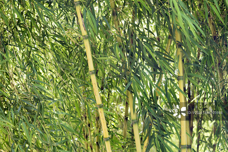 智利竹图片素材