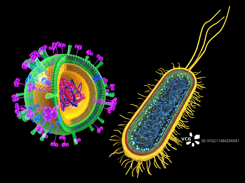 流感病毒和大肠杆菌细菌图图片素材