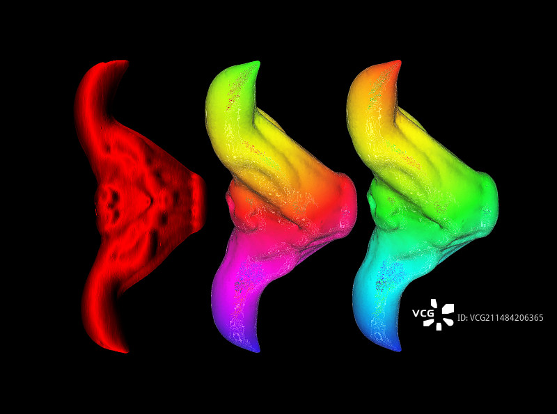 菱角种子3D CT扫描图片素材