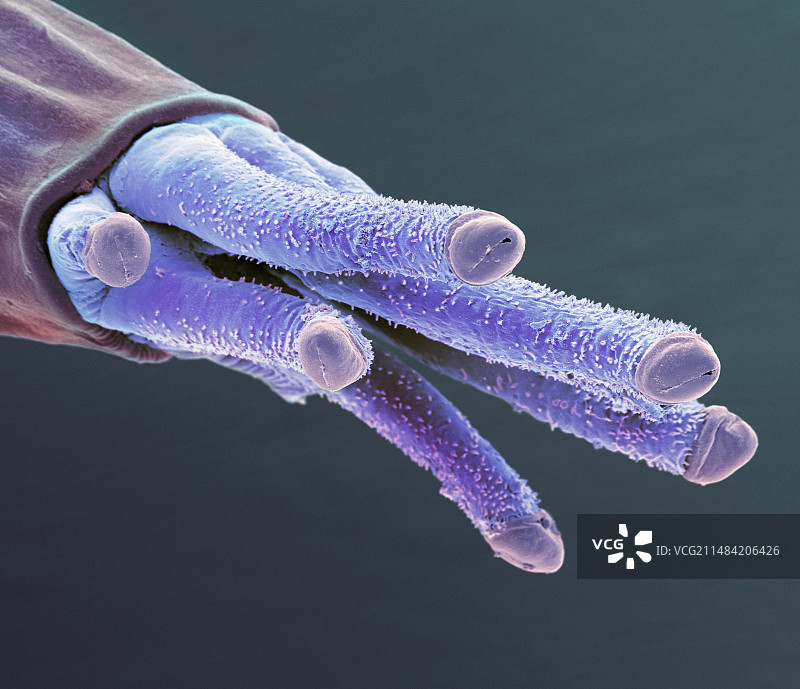 果蝇呼吸管扫描电镜图图片素材