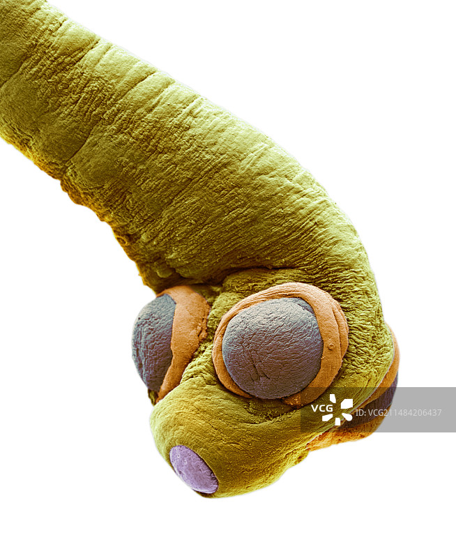 狗绦虫，SEM图片素材