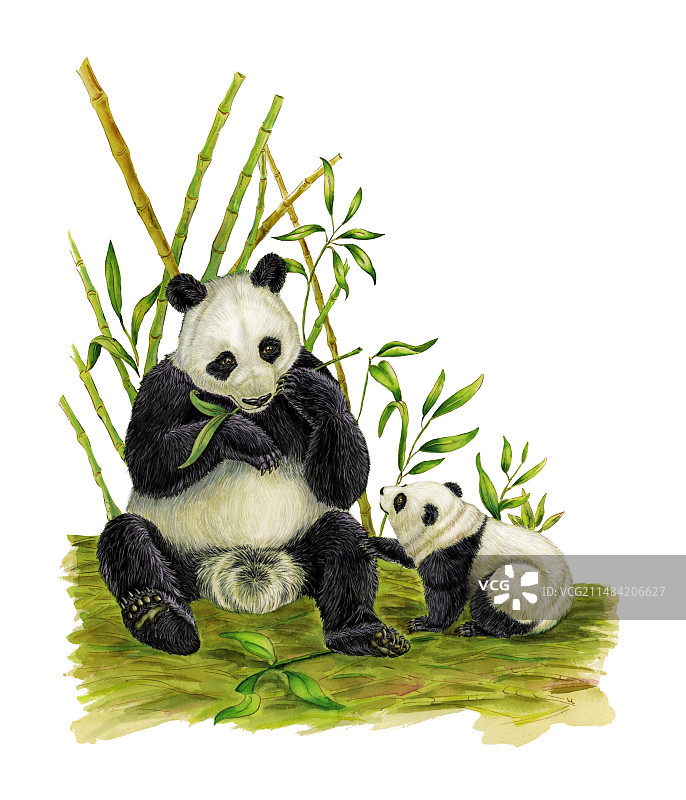 大熊猫插画图片素材