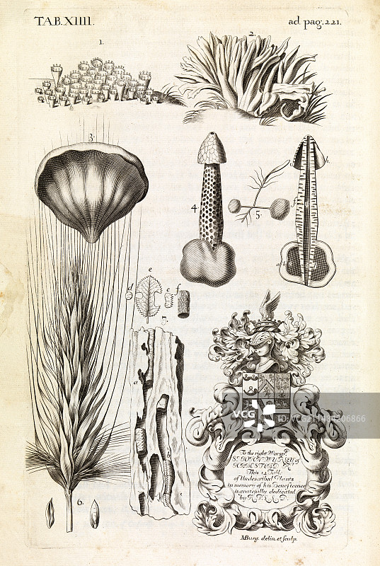 17世纪的自然历史标本图片素材