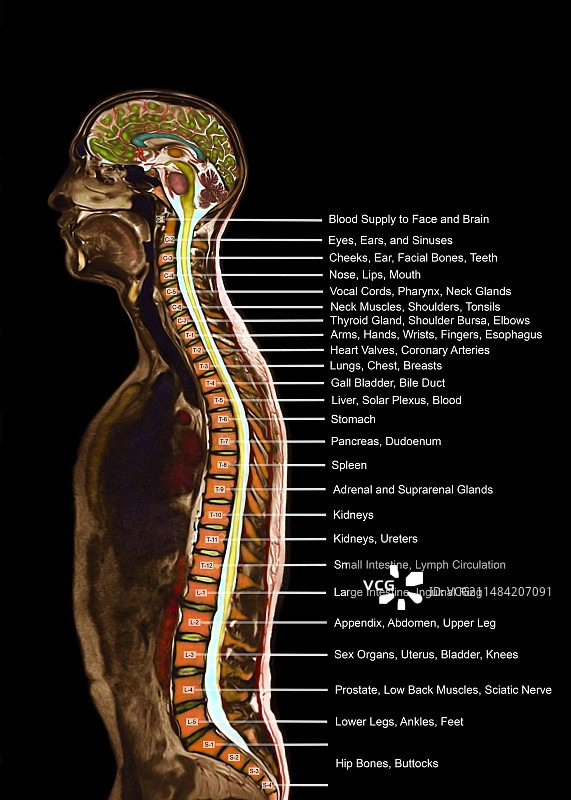 脊神经水平矢状位MRI图片素材