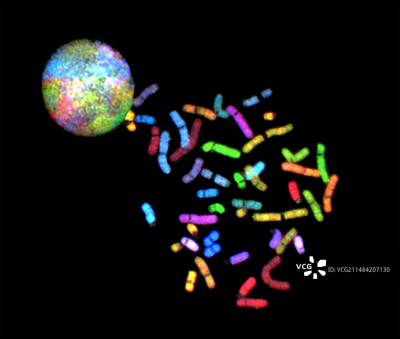 染色体光谱核型分析图片素材