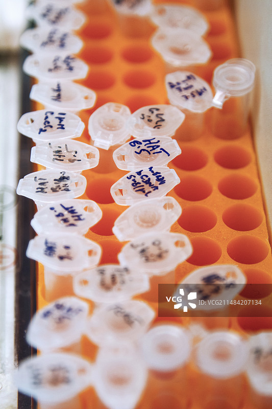 架子上的微型离心管图片素材