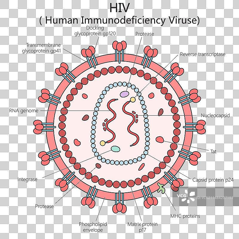 人类免疫缺陷病毒（HIV）结构图医学图片素材
