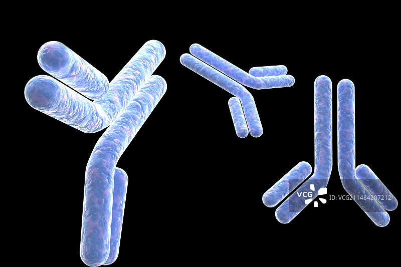 抗体，图示图片素材