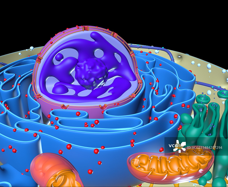 动物细胞图示图片素材