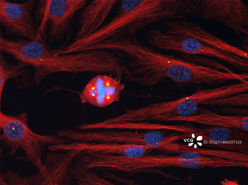 癌变上皮细胞分裂图片素材